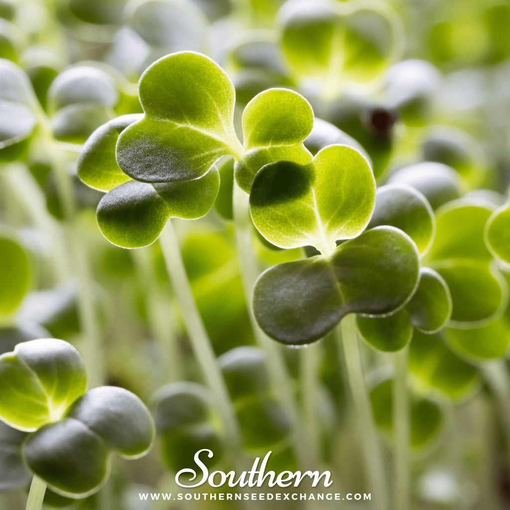 Calabrese Green Broccoli – 100 Seeds | Seeds | Wiccan Center