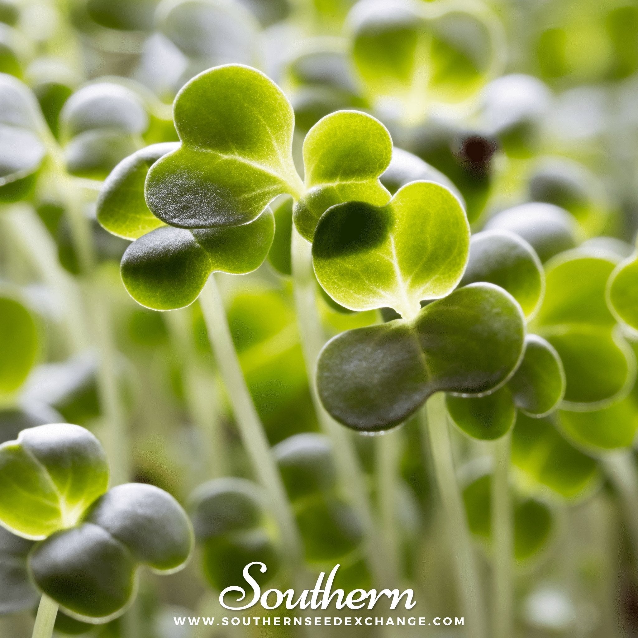 Calabrese Green Broccoli – 100 Seeds | Seeds | Wiccan Center