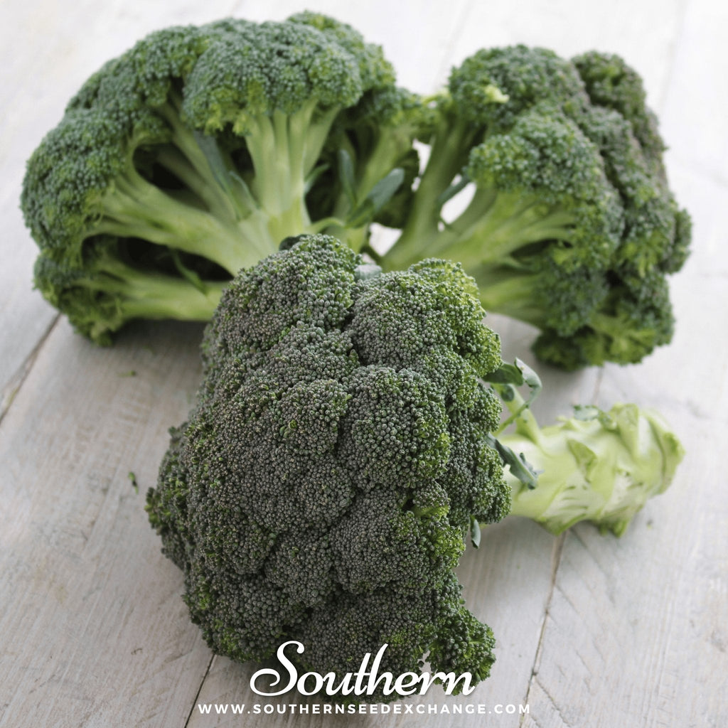 Calabrese Green Broccoli – 100 Seeds | Seeds | Wiccan Center