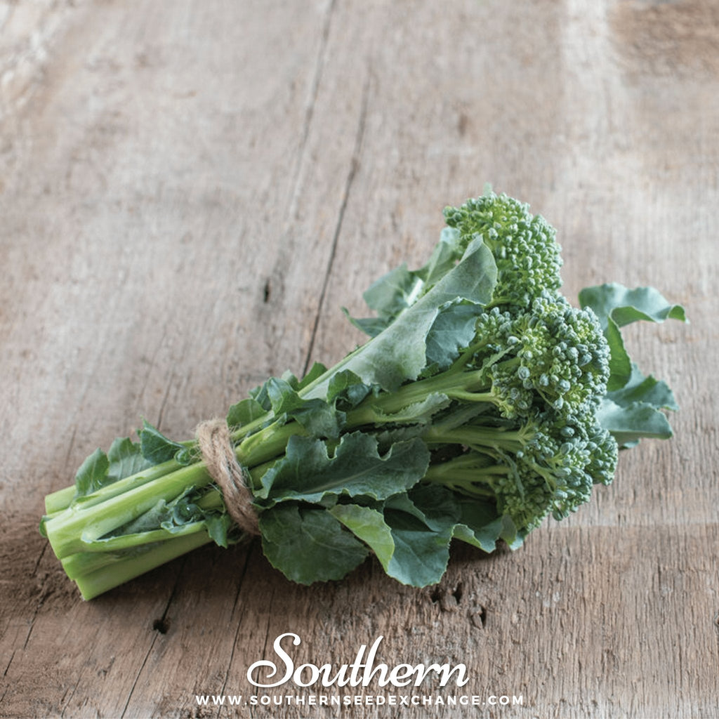 Di Cicco Broccoli – 200 Seeds | Seeds | Wiccan Center