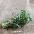 Di Cicco Broccoli – 200 Seeds | Seeds | Wiccan Center