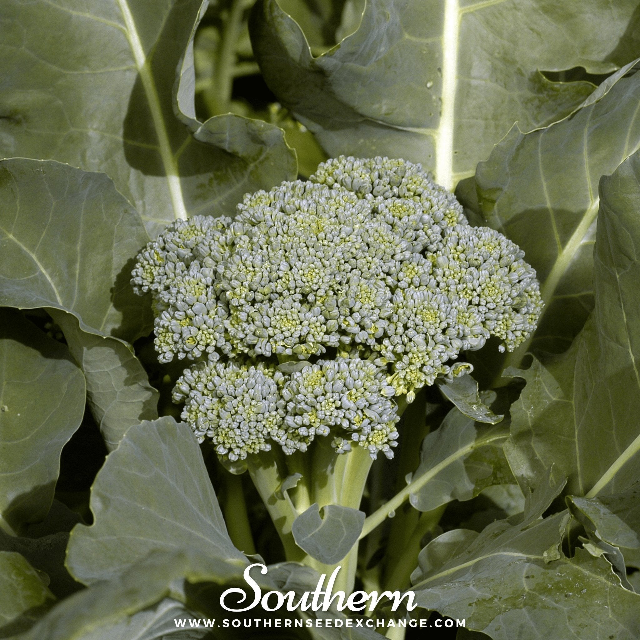 Di Cicco Broccoli – 200 Seeds | Seeds | Wiccan Center