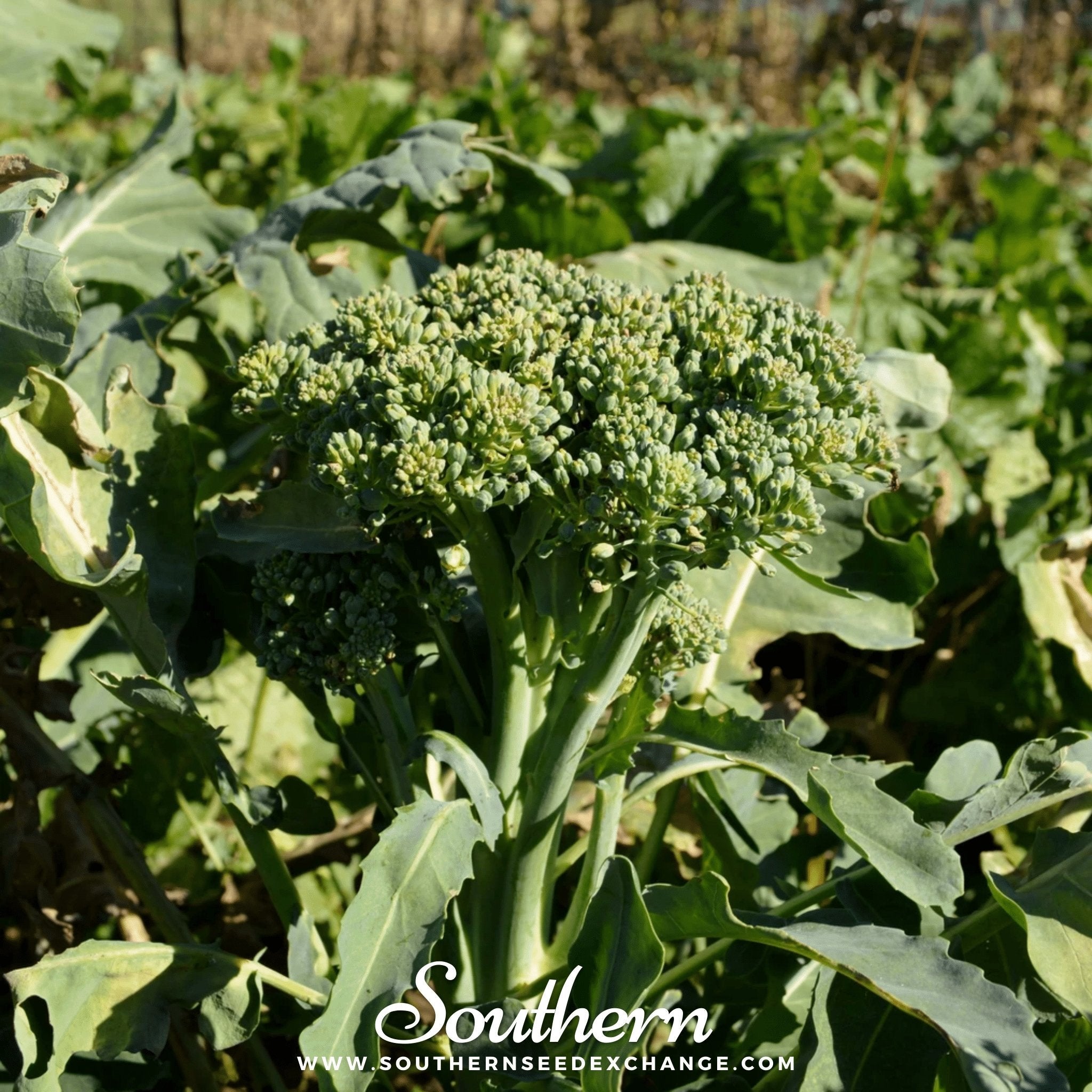 Di Cicco Broccoli – 200 Seeds | Seeds | Wiccan Center