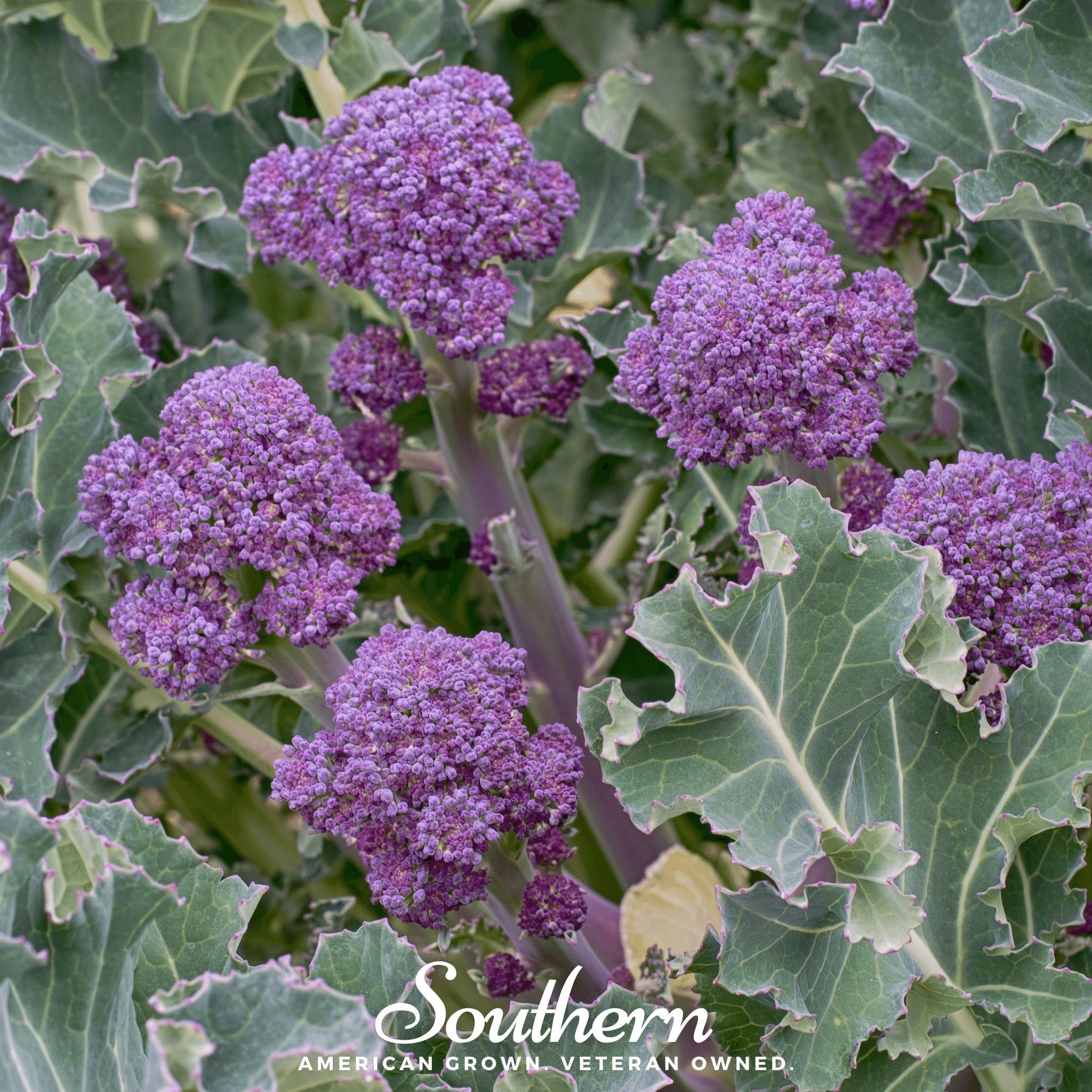 Purple Sprouting Broccoli – 100 Seeds | | Wiccan Center