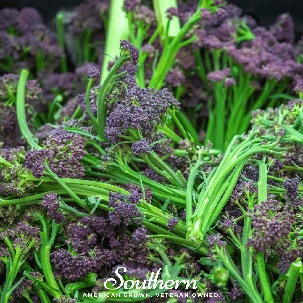 Purple Sprouting Broccoli – 100 Seeds | | Wiccan Center