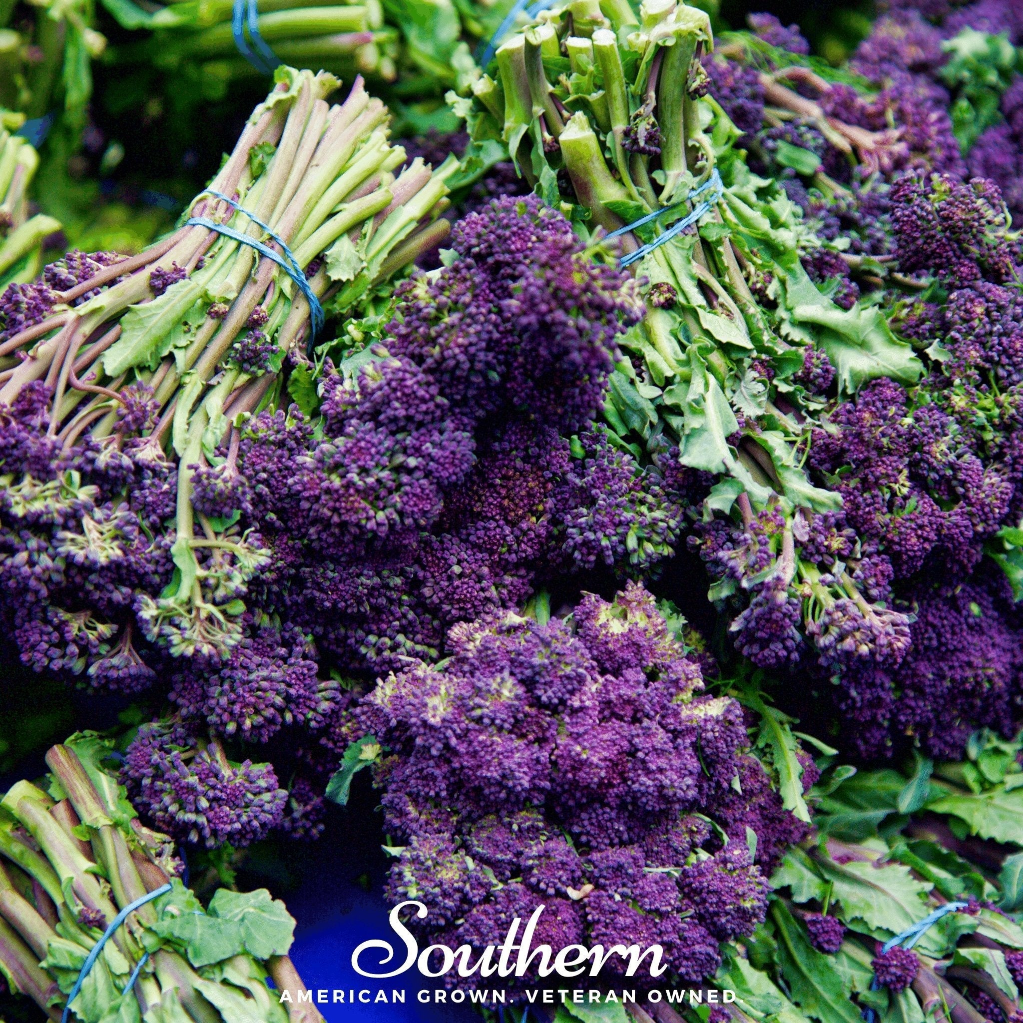 Purple Sprouting Broccoli – 100 Seeds | | Wiccan Center