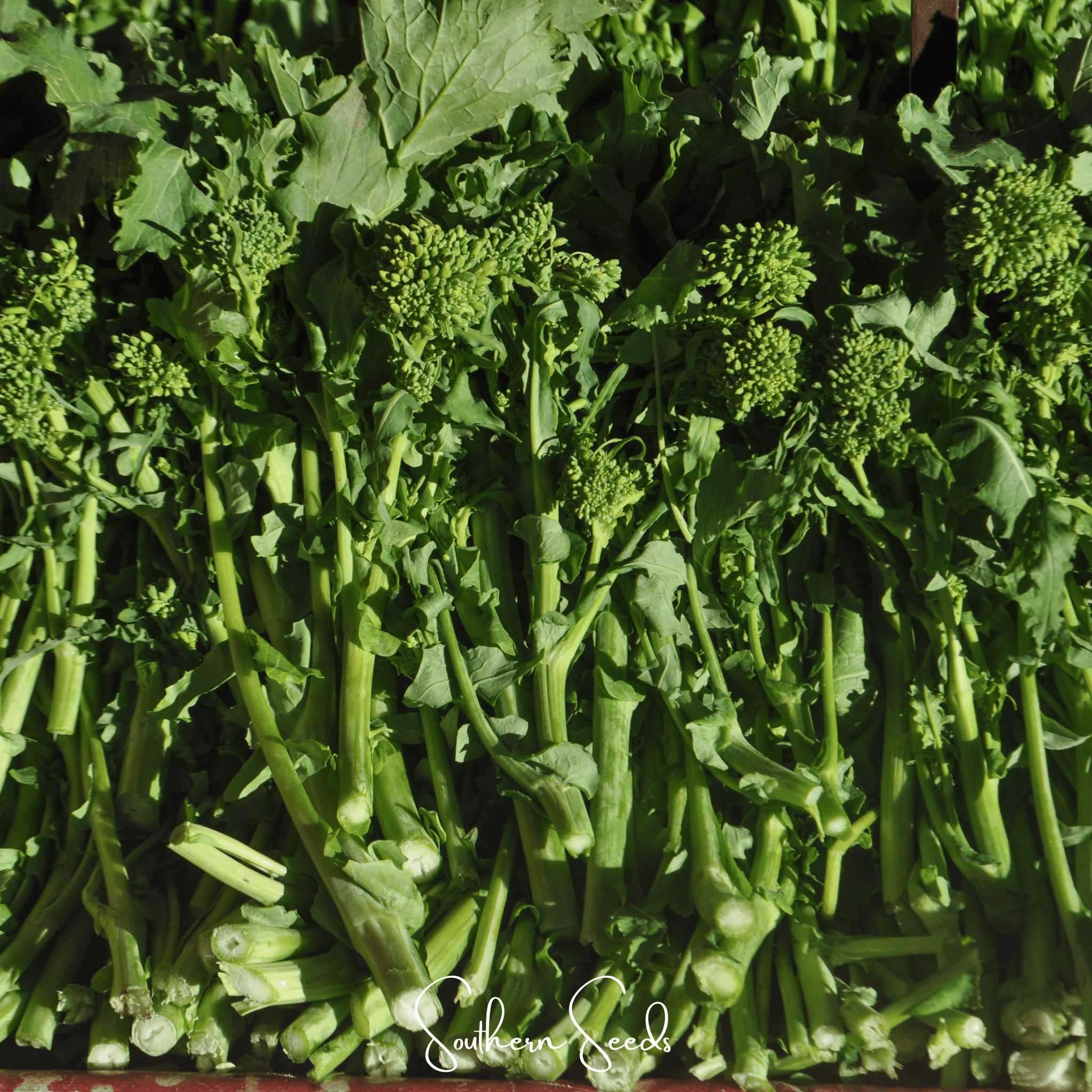 Rapini Raab Broccoli – 100 Seeds | Seeds | Wiccan Center
