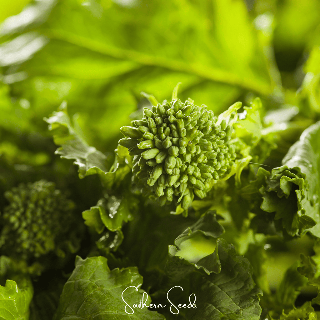 Rapini Raab Broccoli – 100 Seeds | Seeds | Wiccan Center