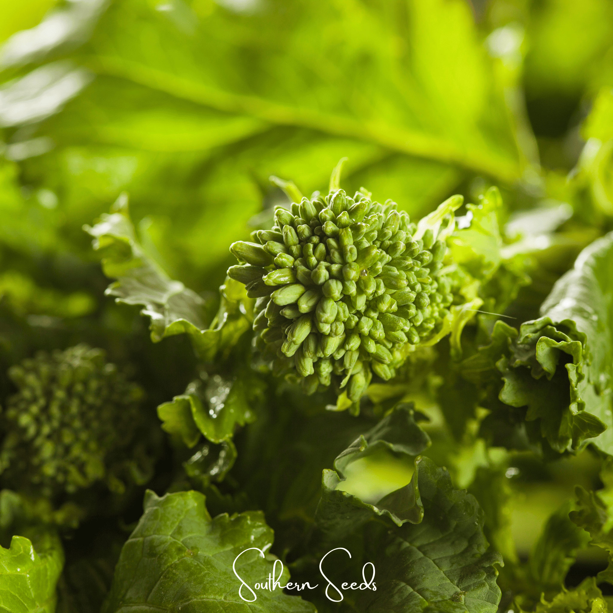 Rapini Raab Broccoli – 100 Seeds | Seeds | Wiccan Center