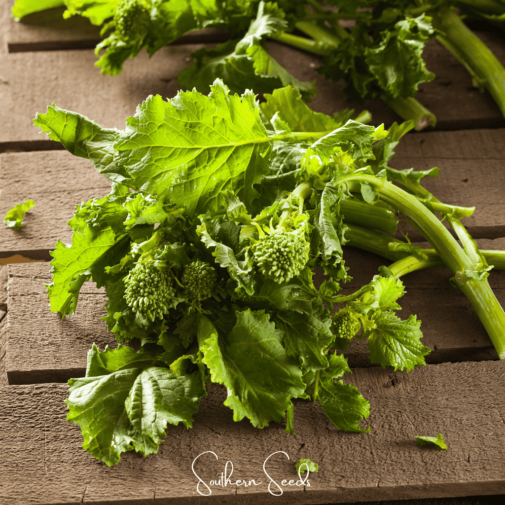 Rapini Raab Broccoli – 100 Seeds | Seeds | Wiccan Center