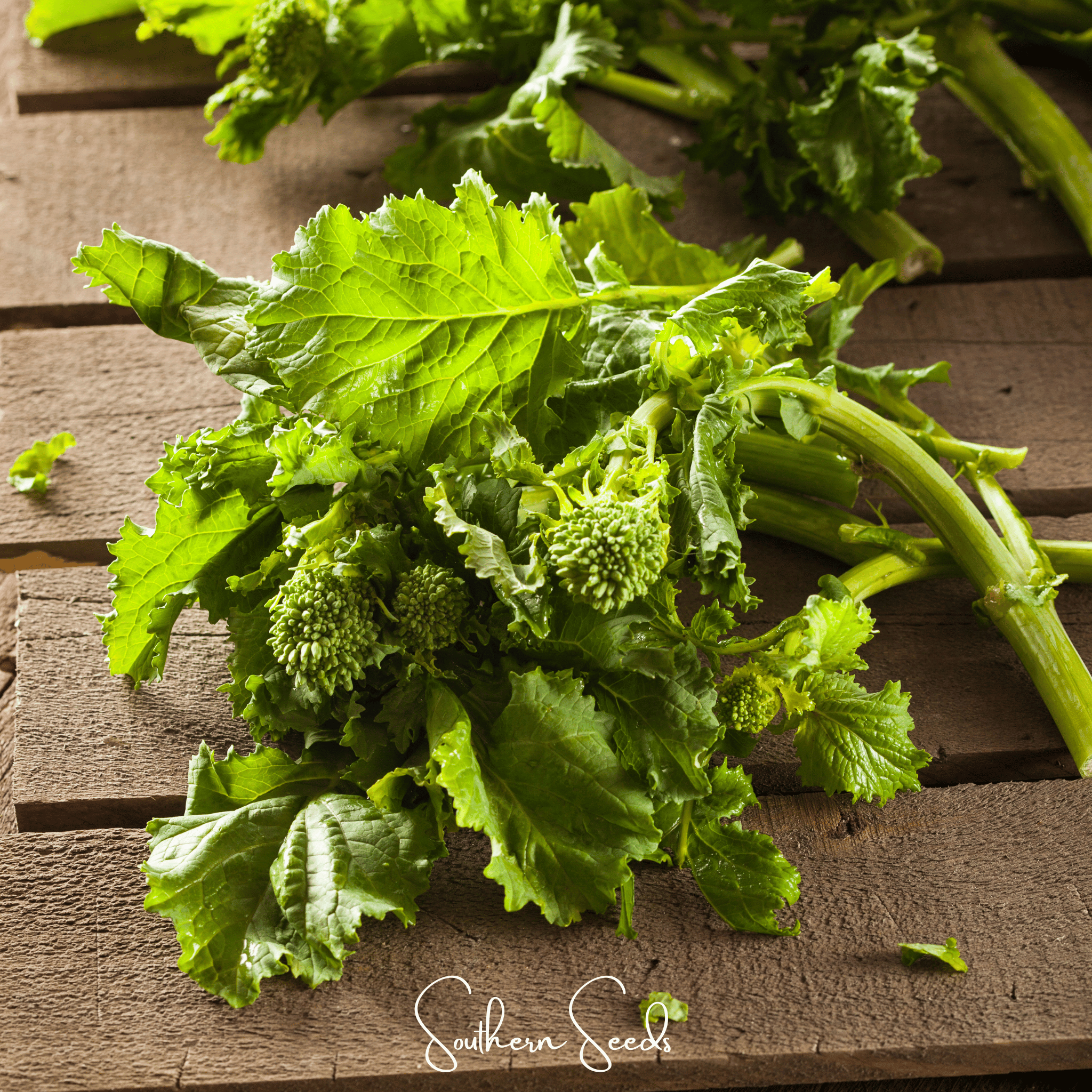 Rapini Raab Broccoli – 100 Seeds | Seeds | Wiccan Center