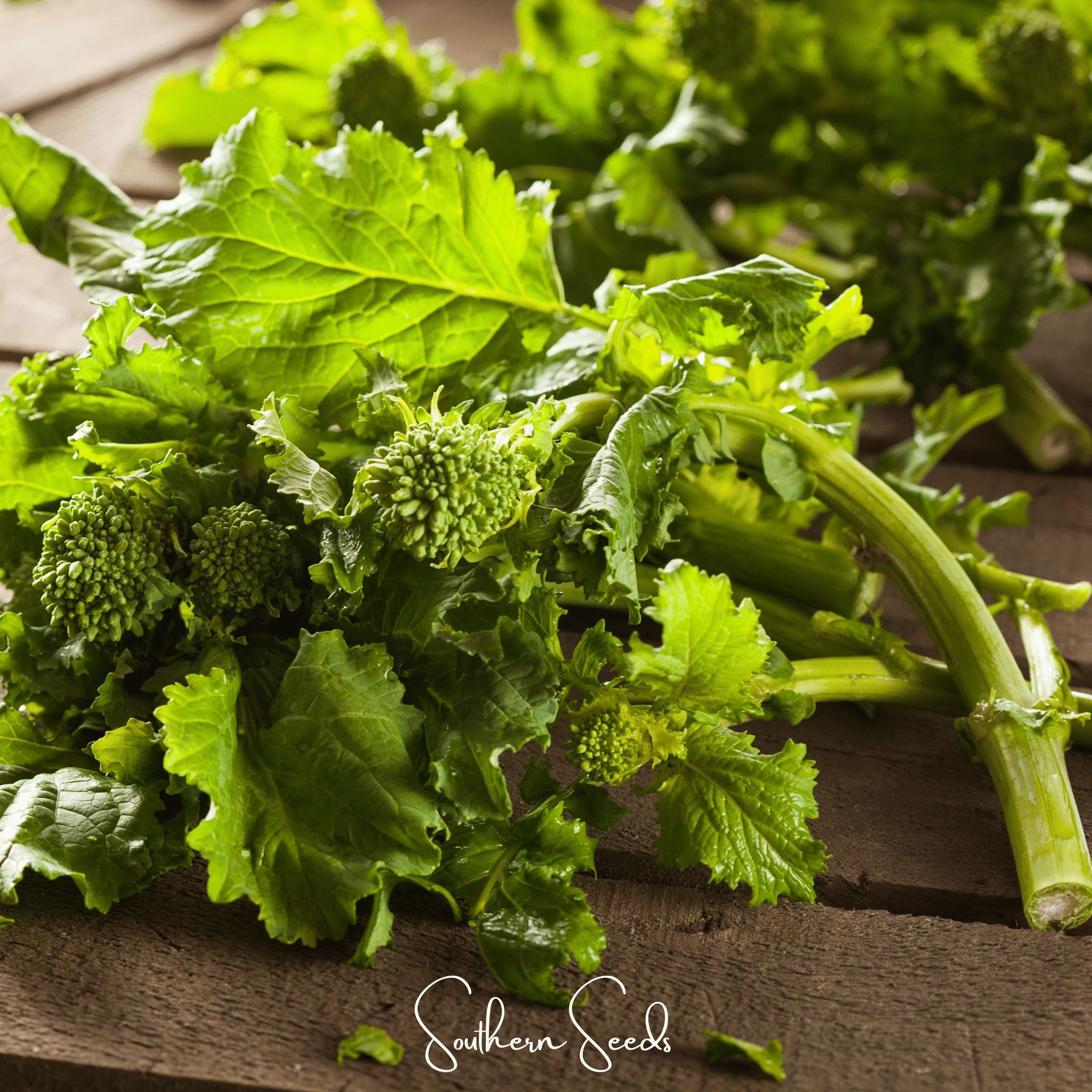 Rapini Raab Broccoli – 100 Seeds | Seeds | Wiccan Center