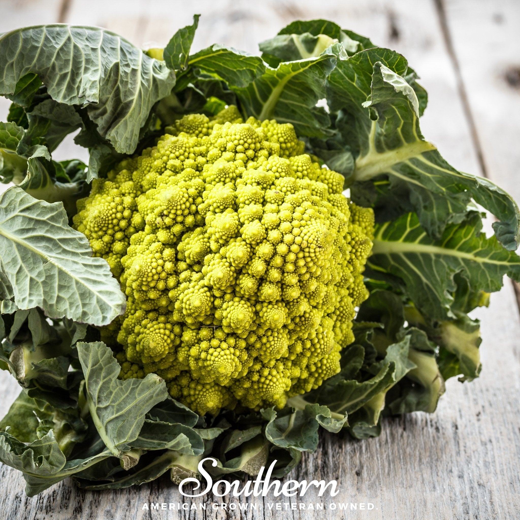 Romanesco Broccoli – 100 Seeds | Seeds | Wiccan Center