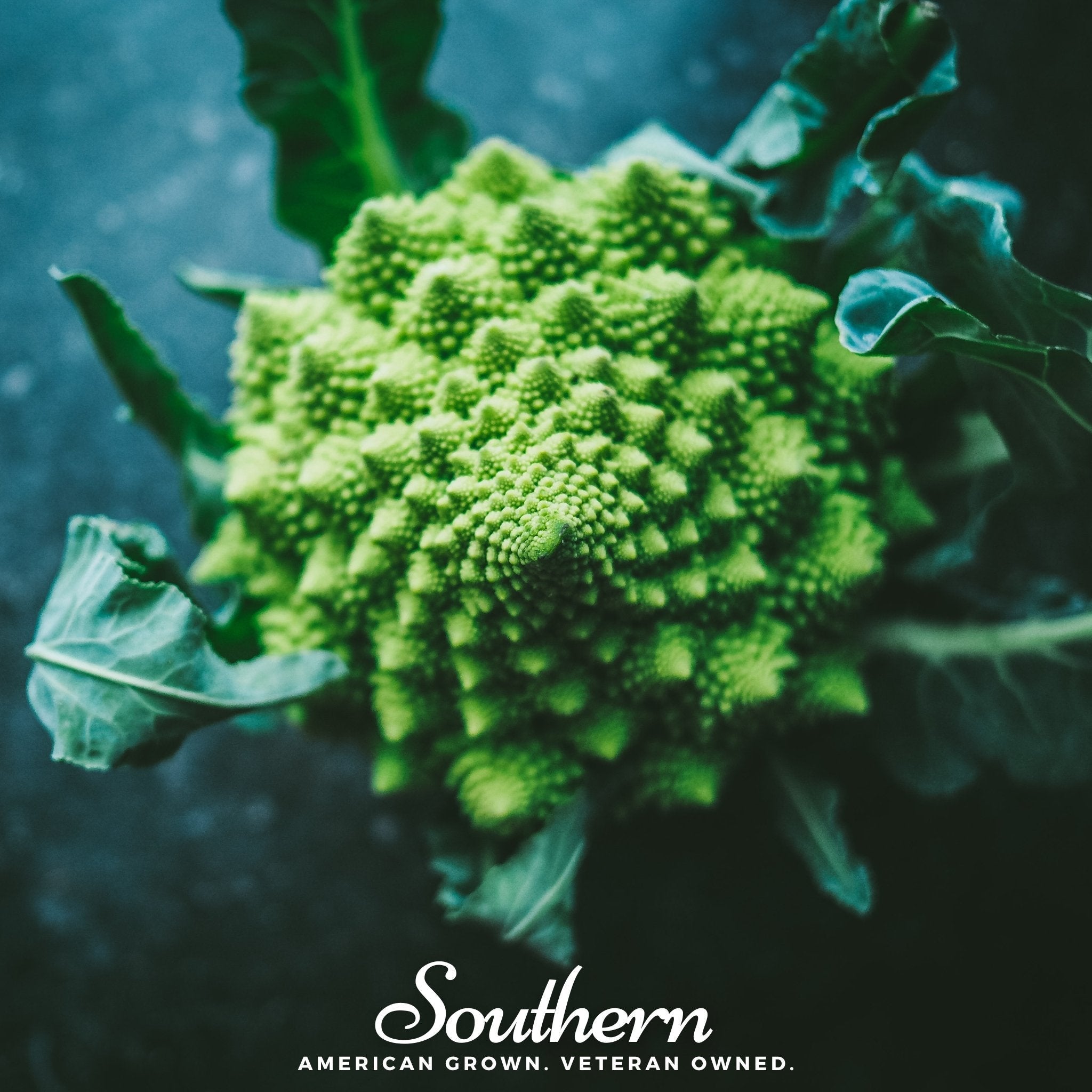 Romanesco Broccoli – 100 Seeds | Seeds | Wiccan Center