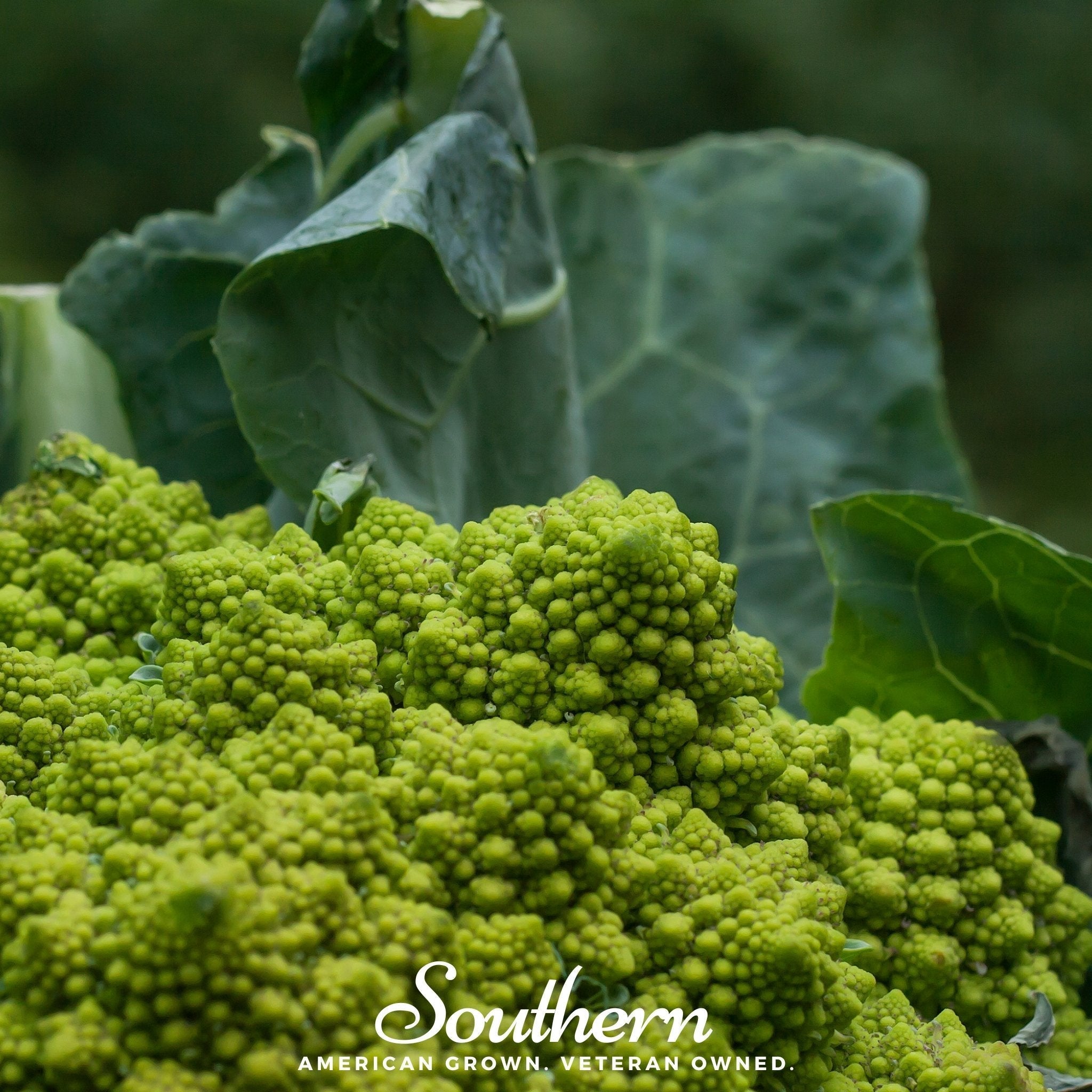 Romanesco Broccoli – 100 Seeds | Seeds | Wiccan Center