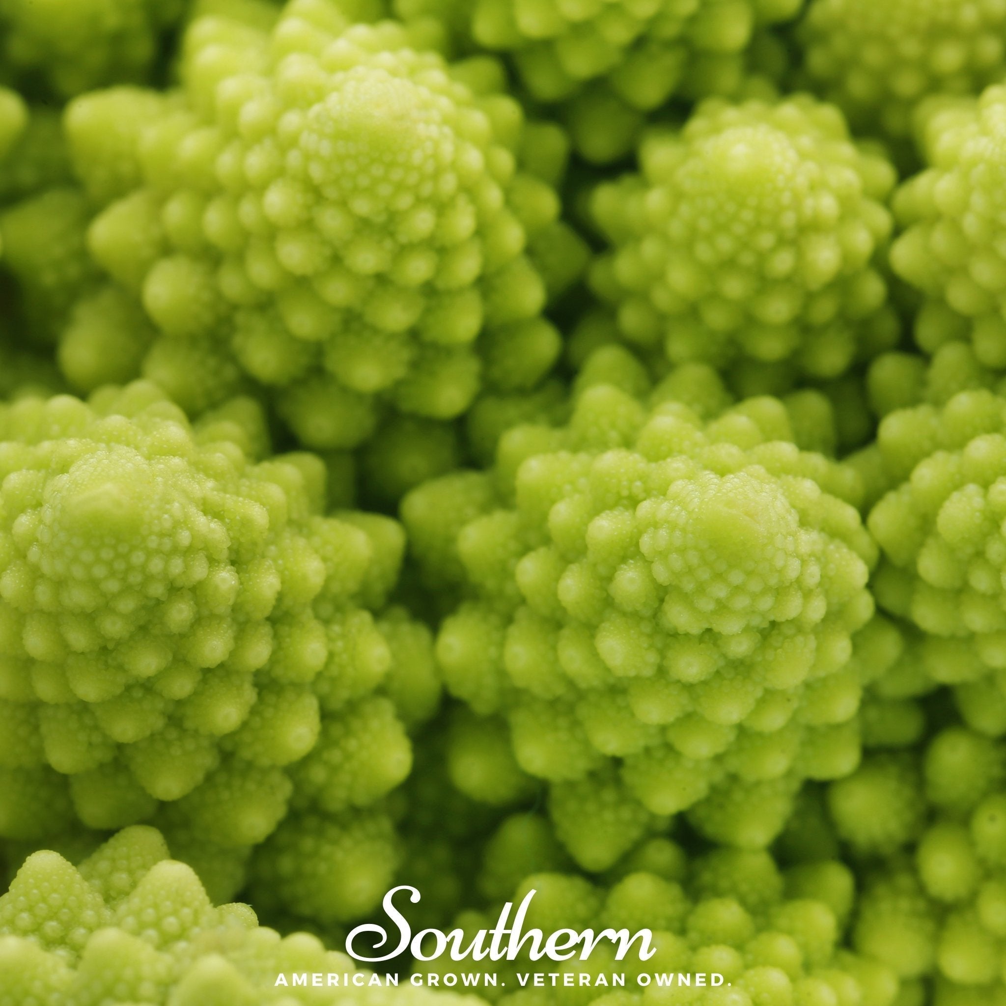 Romanesco Broccoli – 100 Seeds | Seeds | Wiccan Center
