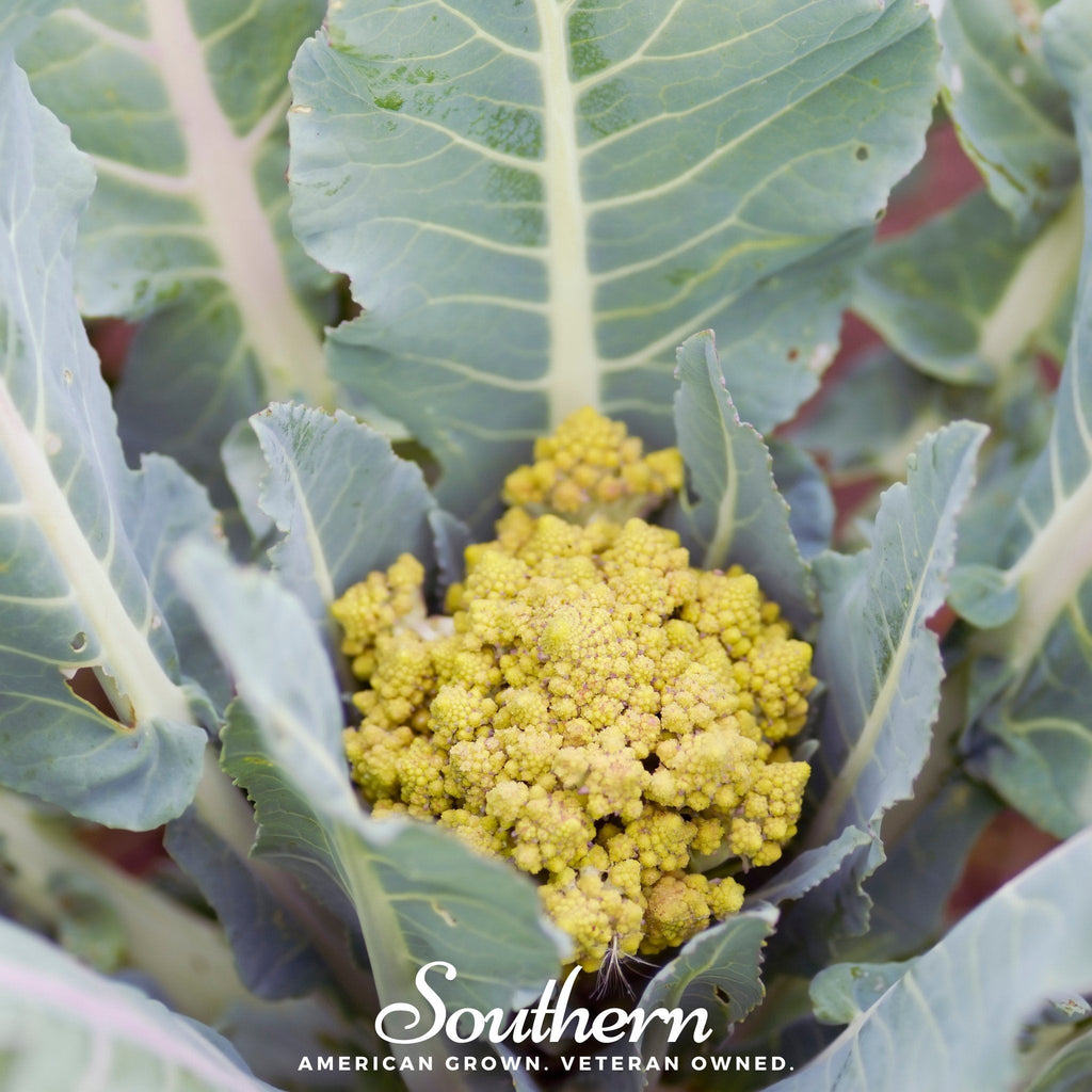 Romanesco Broccoli – 100 Seeds | Seeds | Wiccan Center