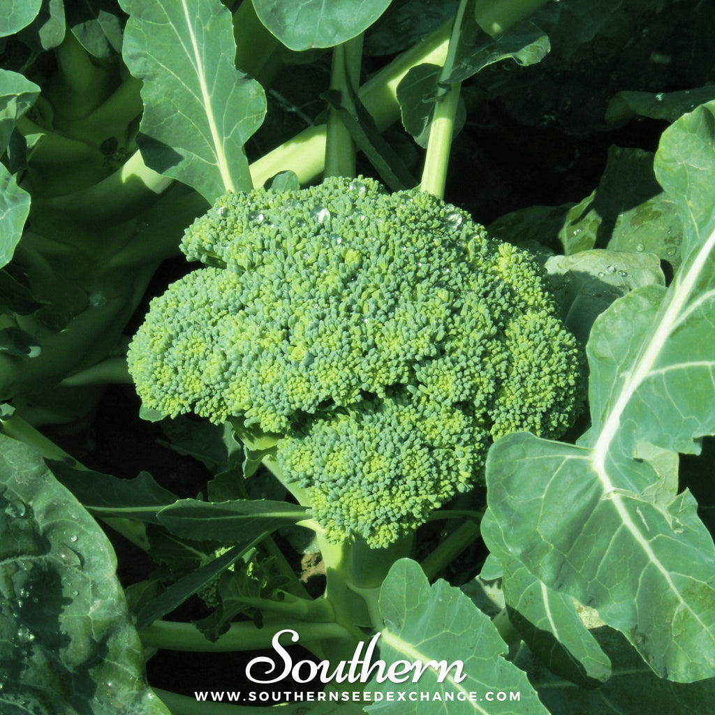 Waltham 29 Broccoli – 100 Seeds | | Wiccan Center