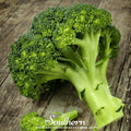 Waltham 29 Broccoli – 100 Seeds | | Wiccan Center