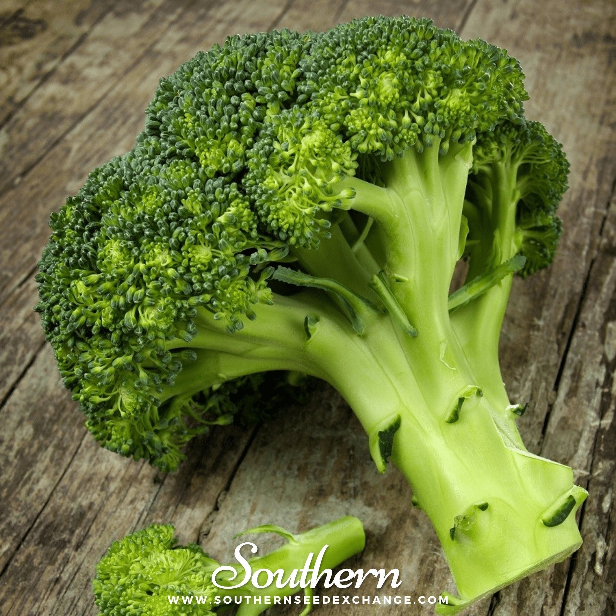 Waltham 29 Broccoli – 100 Seeds | | Wiccan Center