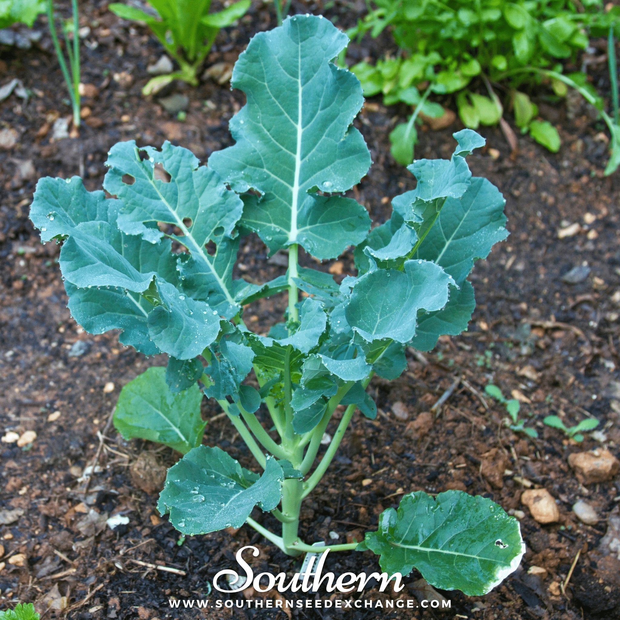 Waltham 29 Broccoli – 100 Seeds | | Wiccan Center