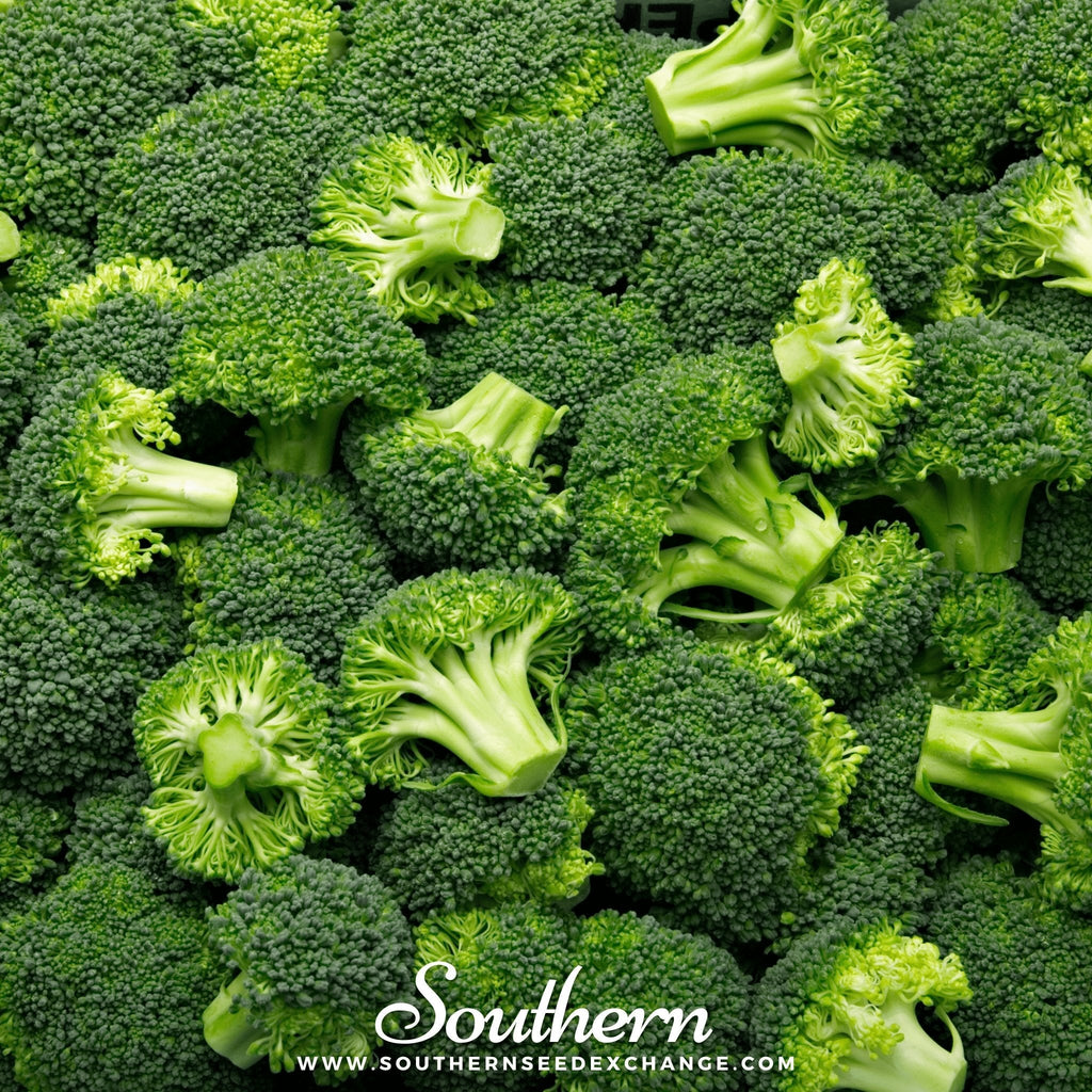 Waltham 29 Broccoli – 100 Seeds | | Wiccan Center