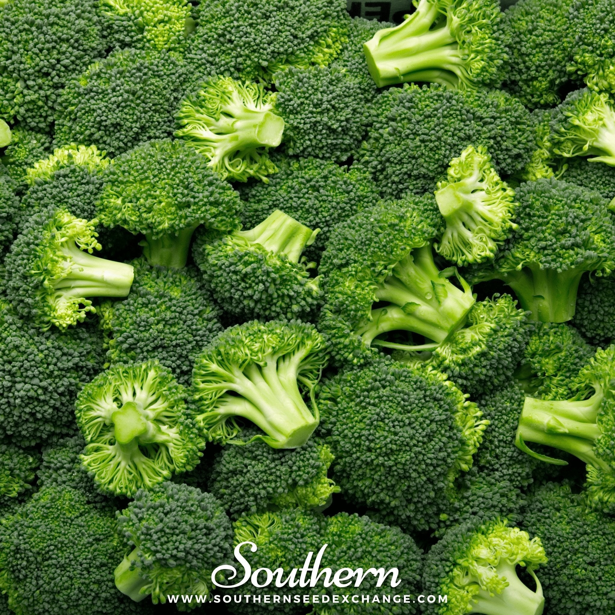 Waltham 29 Broccoli – 100 Seeds | | Wiccan Center