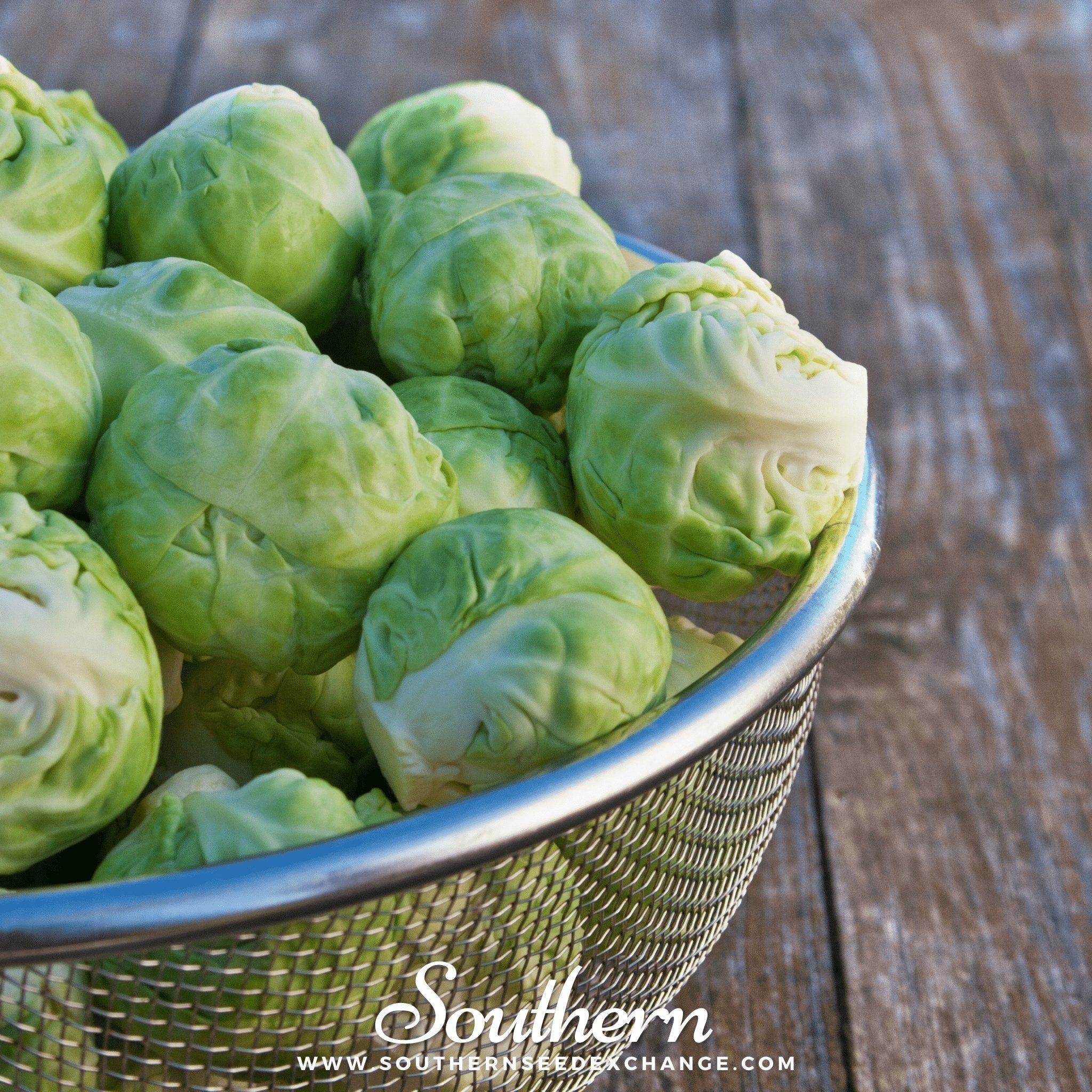 Catskill Brussels Sprouts – 250 Seeds | | Wiccan Center