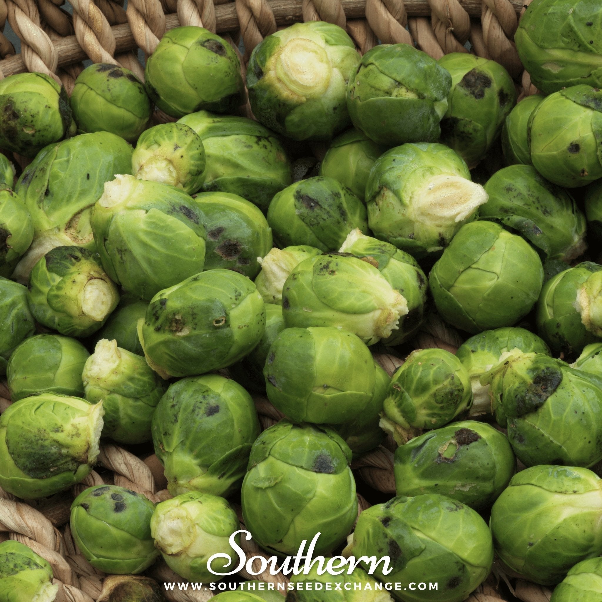Catskill Brussels Sprouts – 250 Seeds | | Wiccan Center