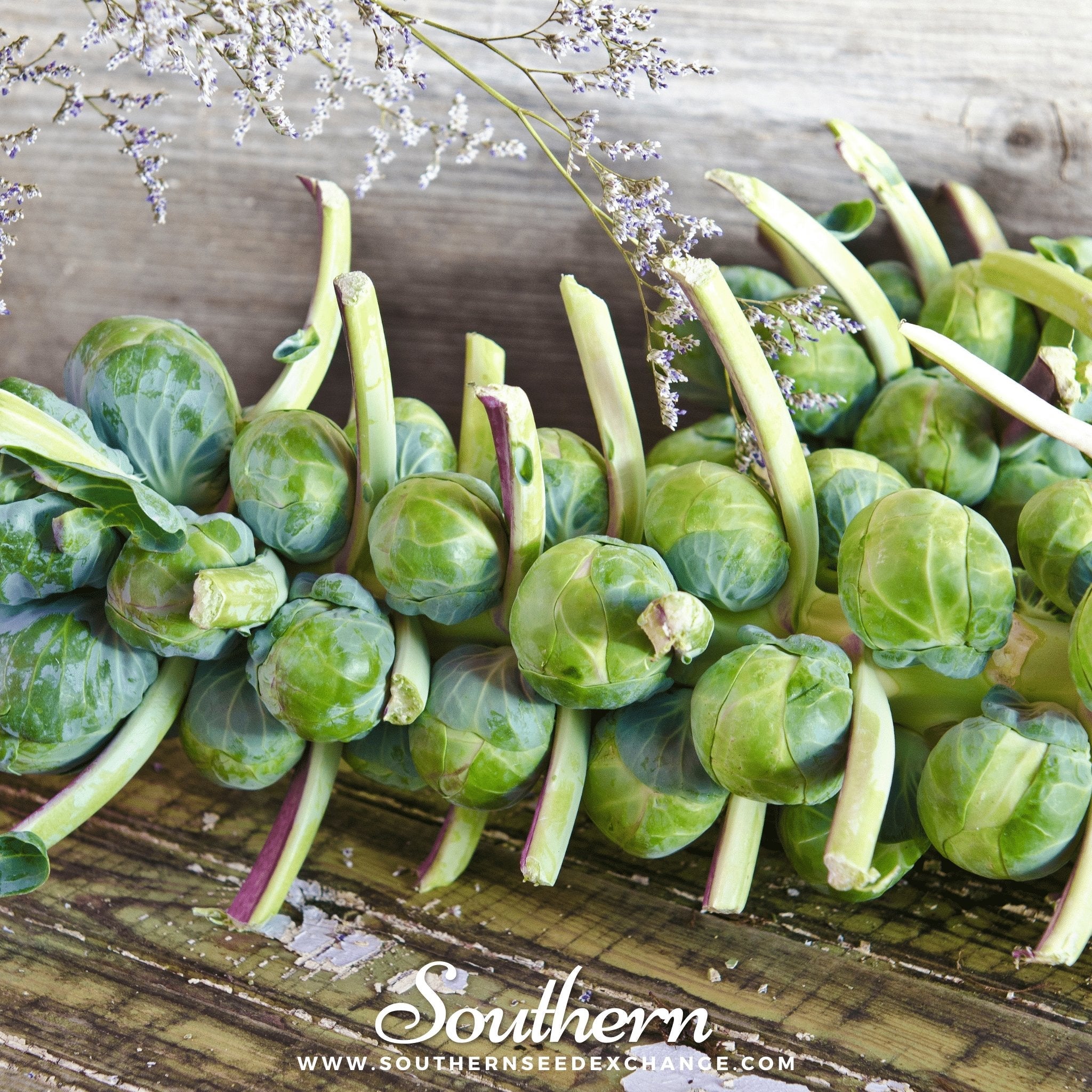 Catskill Brussels Sprouts – 250 Seeds | | Wiccan Center