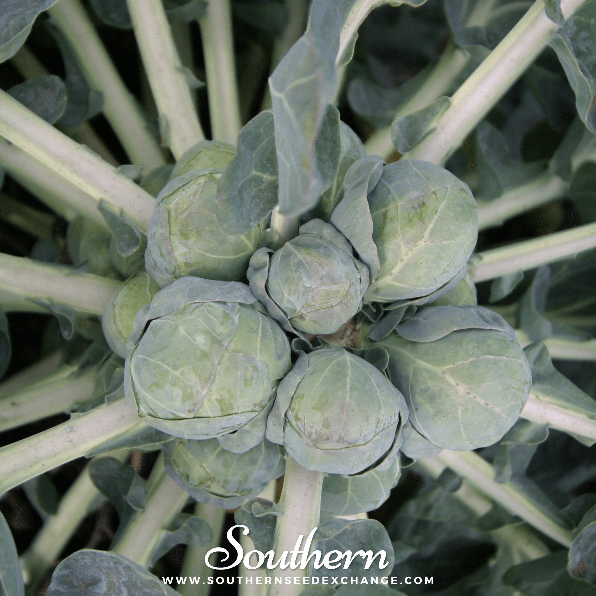 Catskill Brussels Sprouts – 250 Seeds | | Wiccan Center