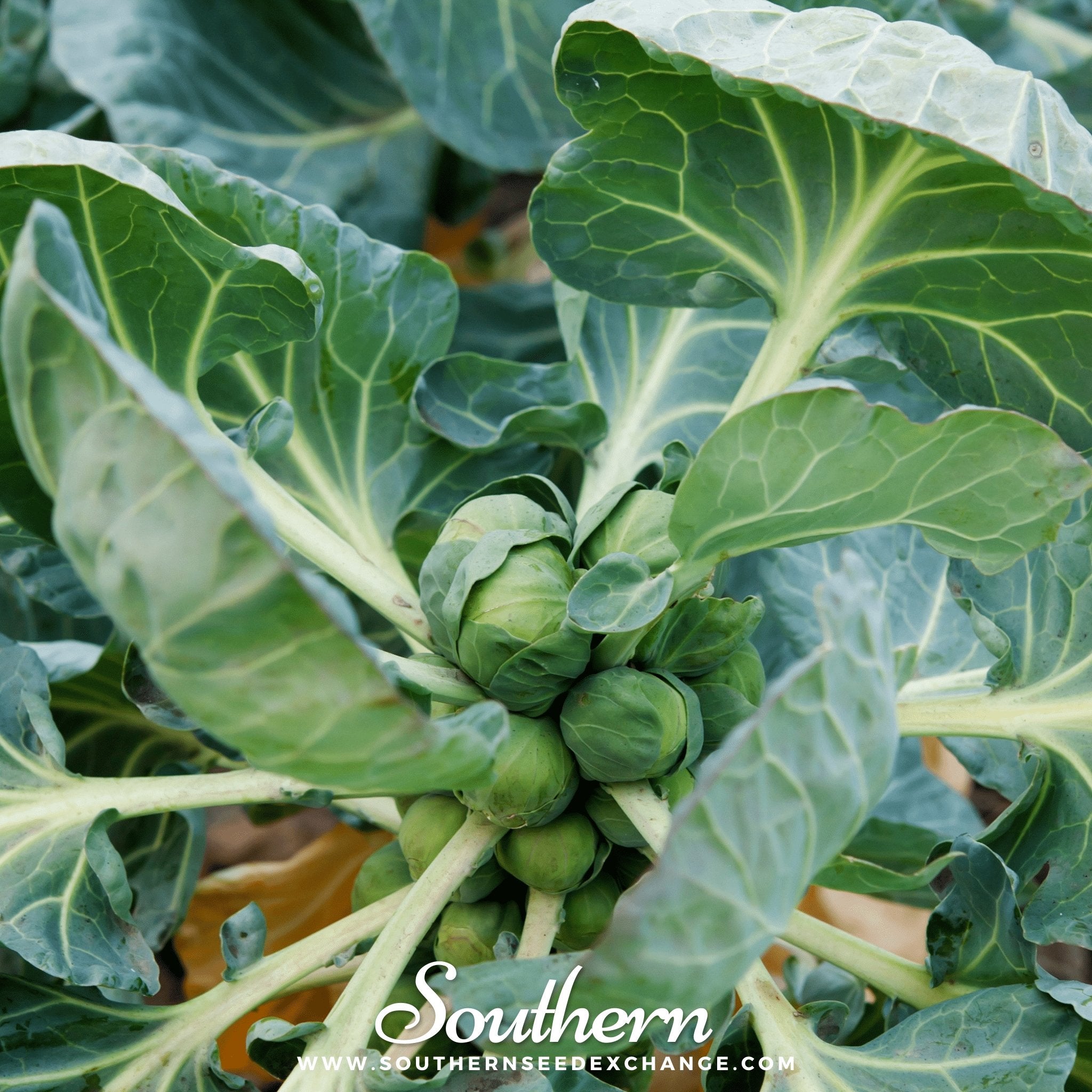 Long Island Improved Brussels Sprouts – 250 Seeds | | Wiccan Center