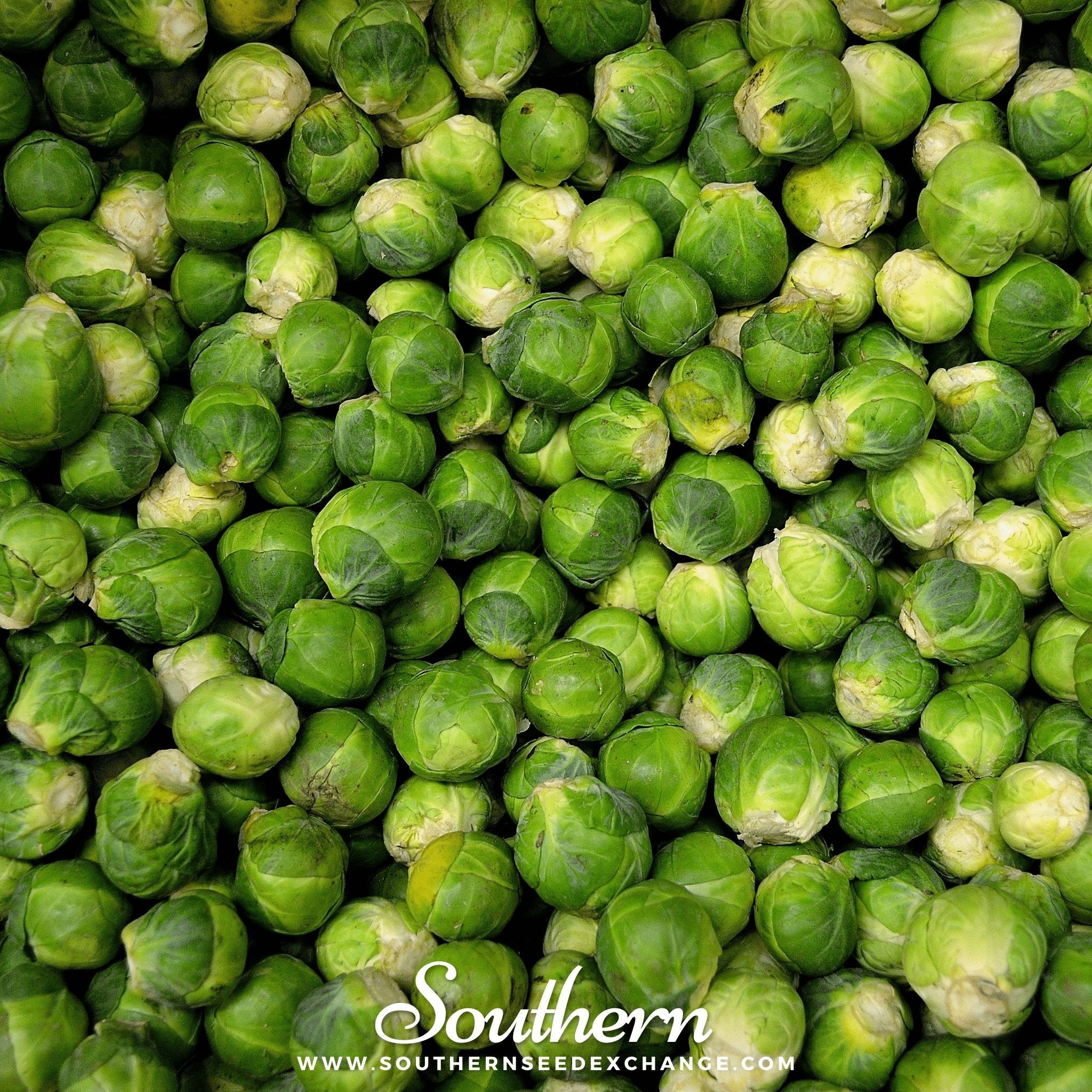 Long Island Improved Brussels Sprouts – 250 Seeds | | Wiccan Center