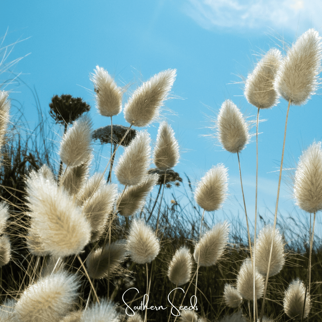 Bunny Tails – 50 Seeds | Seeds | Wiccan Center