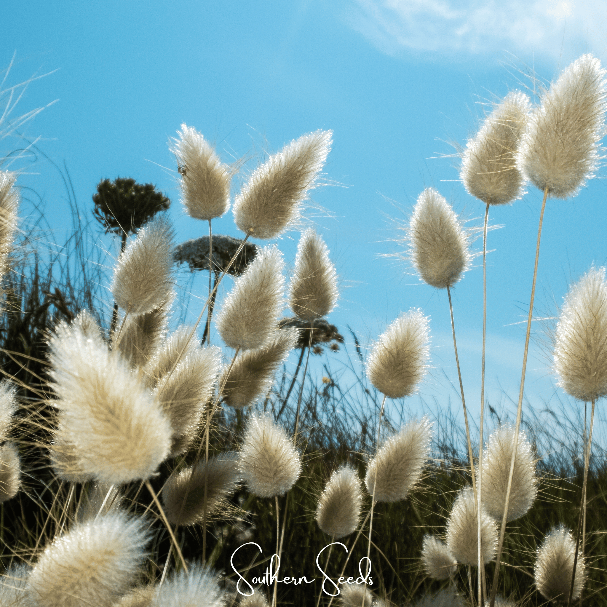 Bunny Tails – 50 Seeds | Seeds | Wiccan Center
