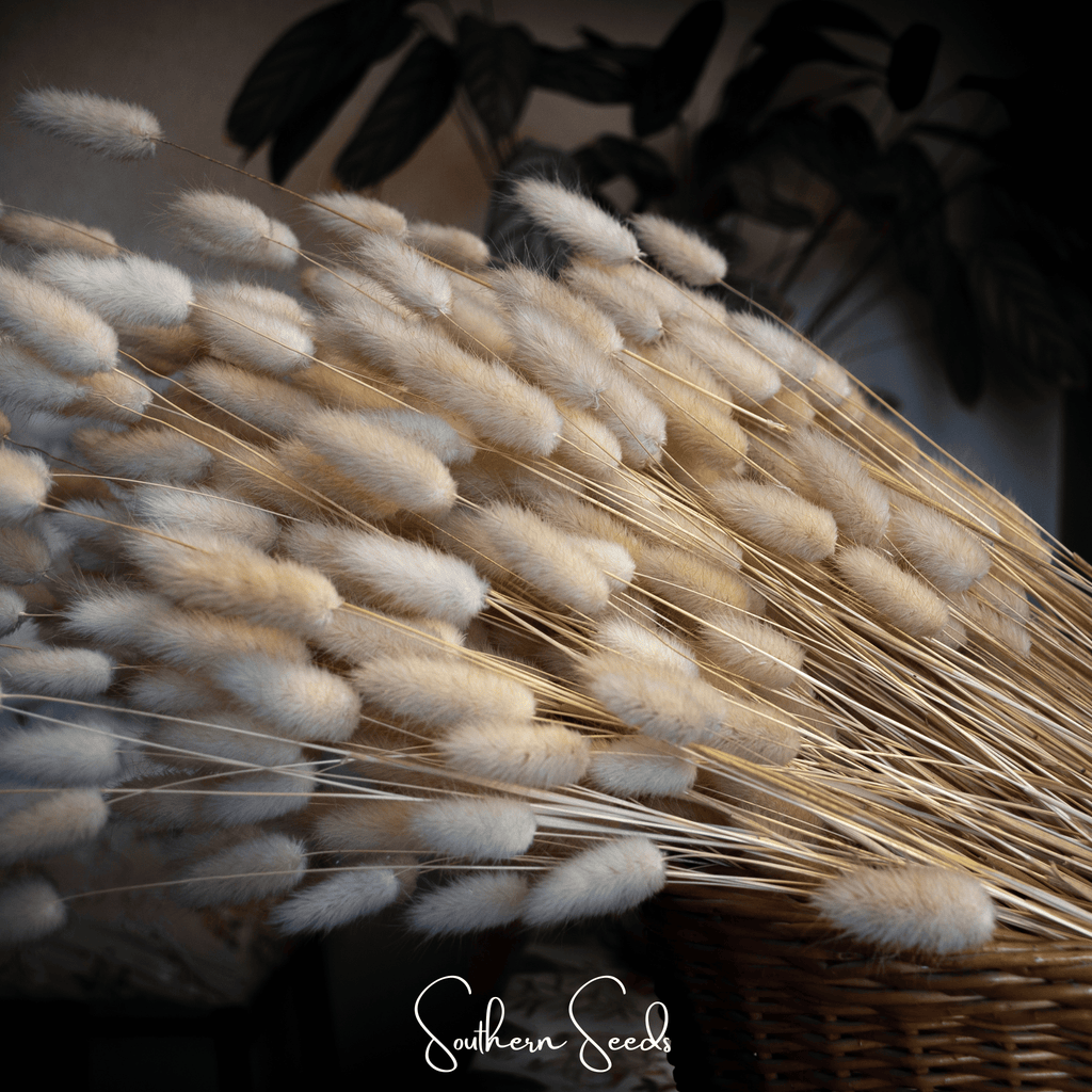 Bunny Tails – 50 Seeds | Seeds | Wiccan Center
