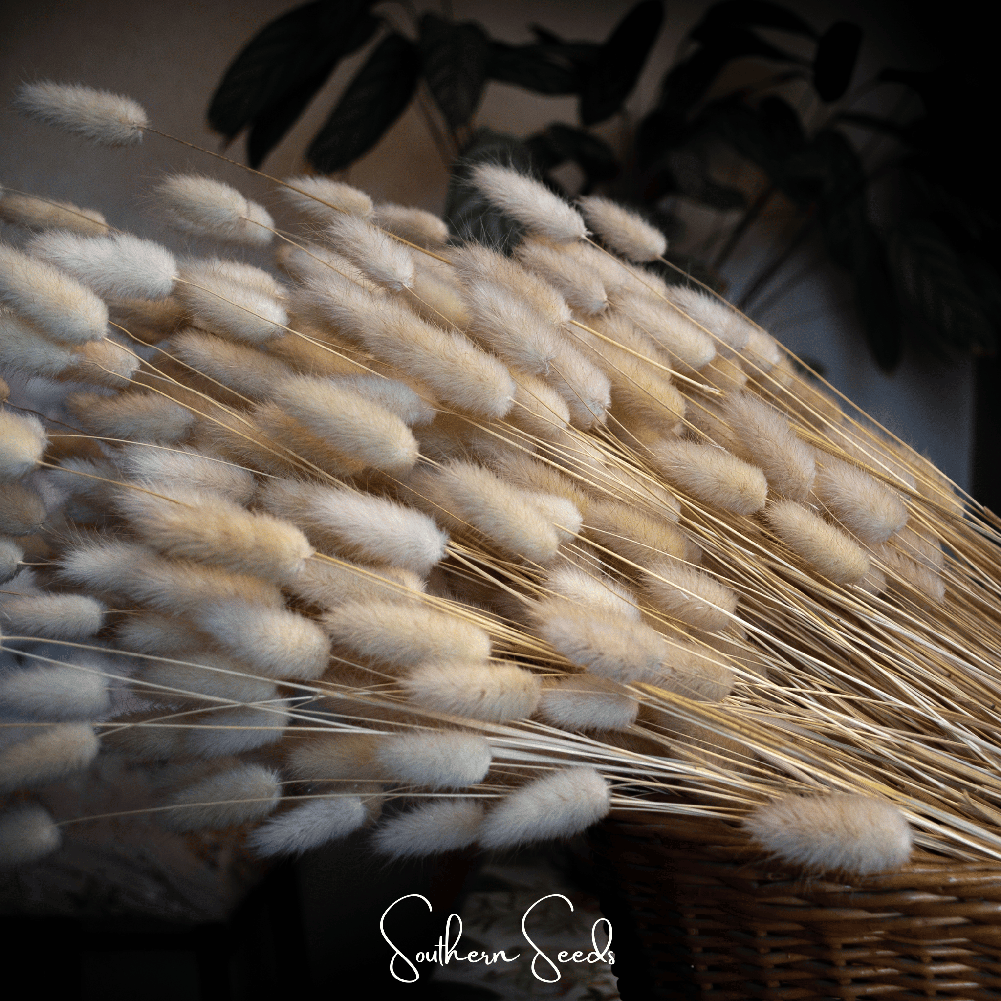 Bunny Tails – 50 Seeds | Seeds | Wiccan Center