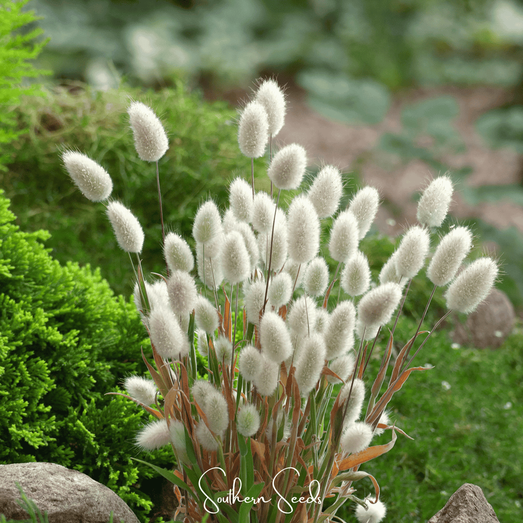 Bunny Tails – 50 Seeds | Seeds | Wiccan Center