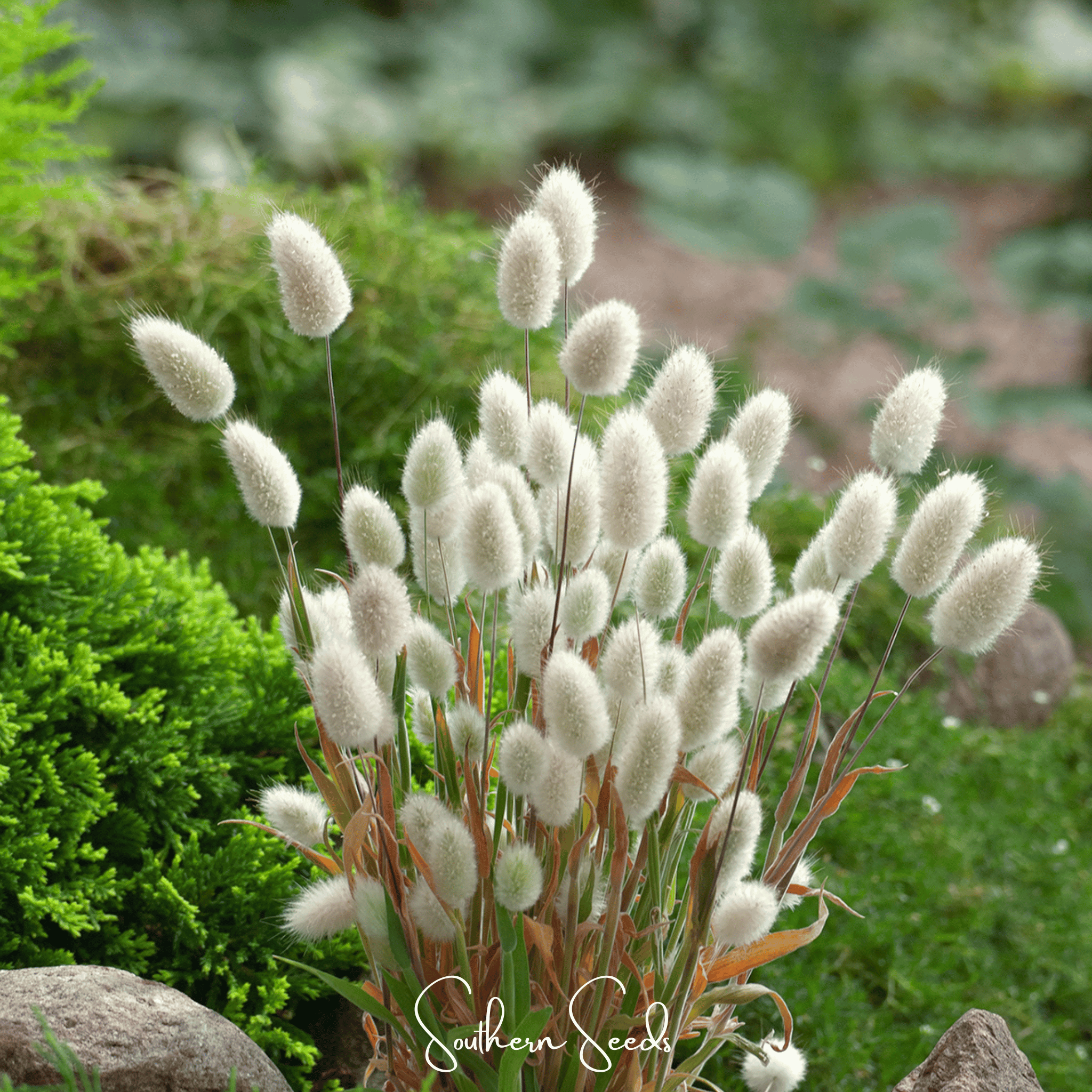 Bunny Tails – 50 Seeds | Seeds | Wiccan Center