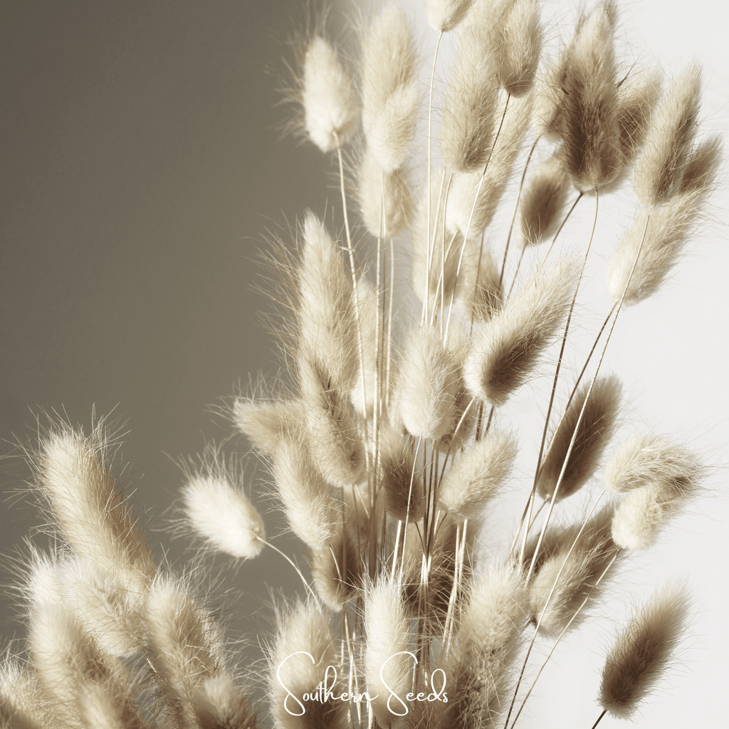 Bunny Tails – 50 Seeds | Seeds | Wiccan Center