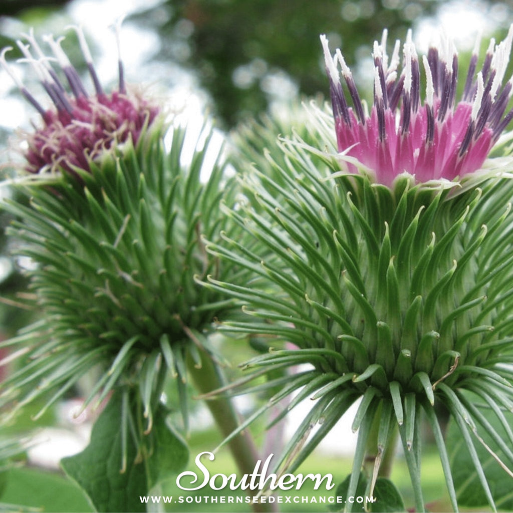 Burdock – 50 Seeds | | Wiccan Center