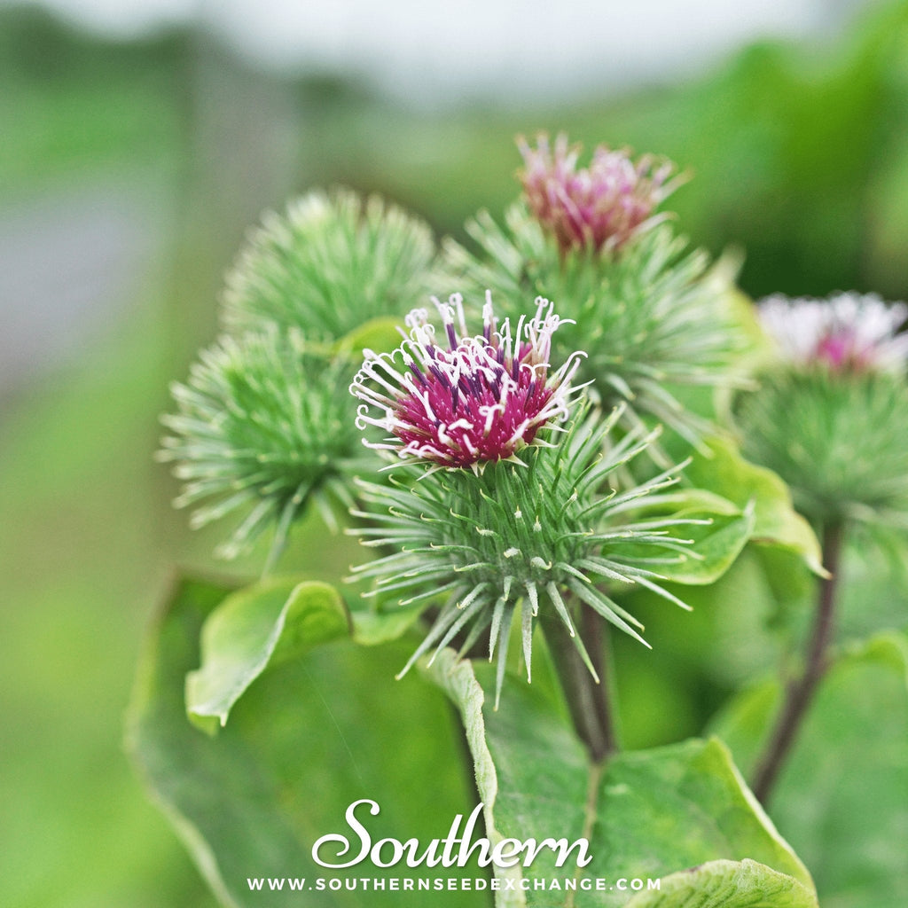 Burdock – 50 Seeds | | Wiccan Center