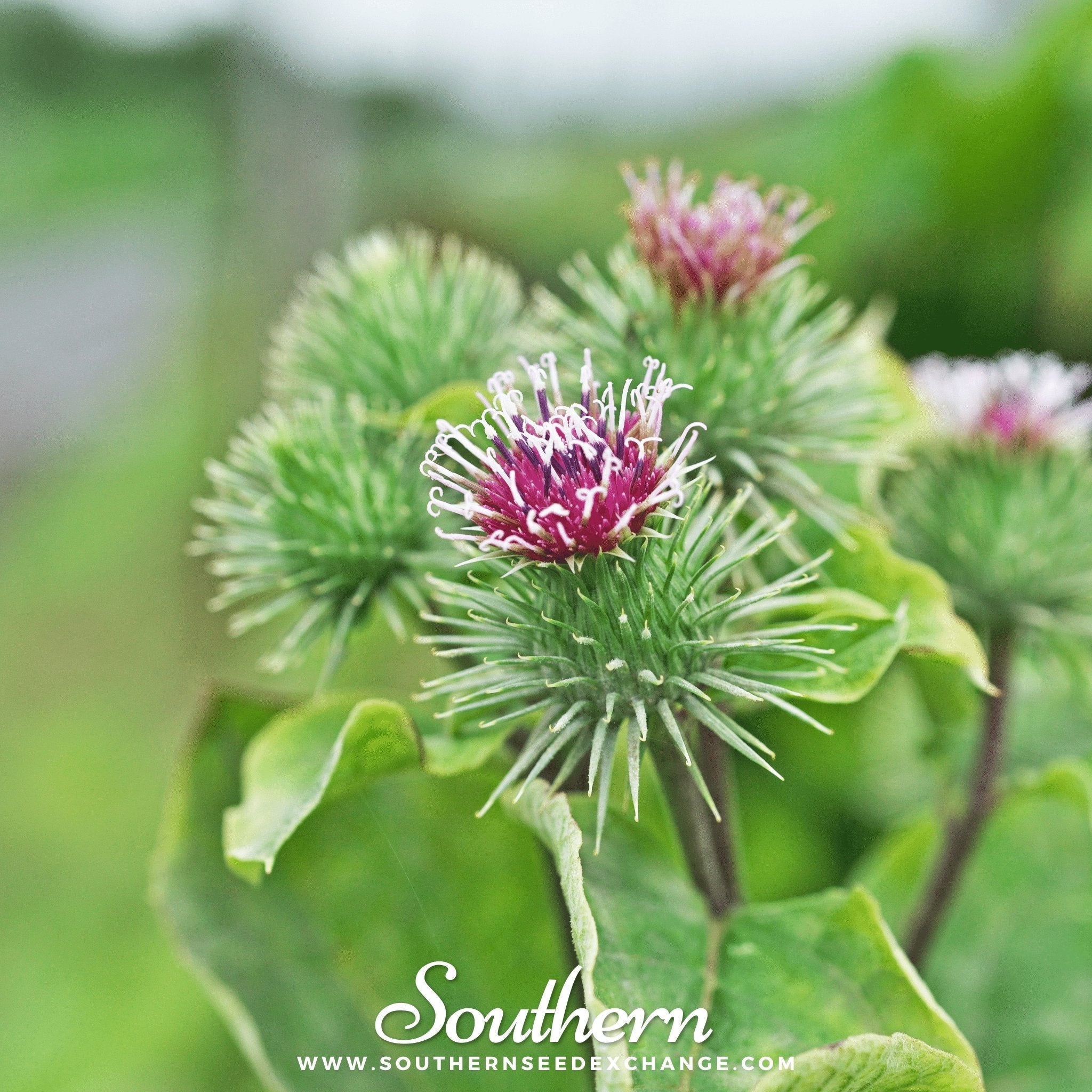 Burdock – 50 Seeds | | Wiccan Center