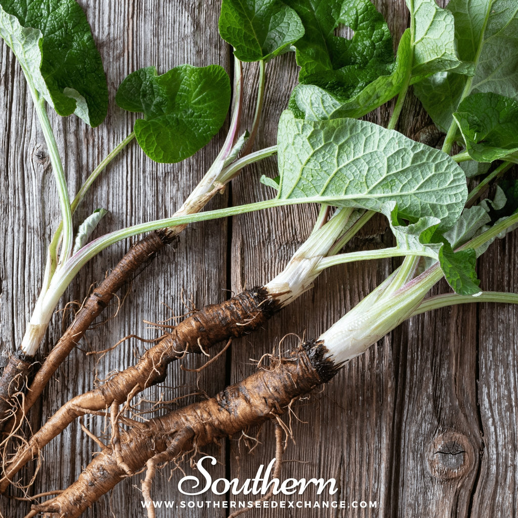 Burdock – 50 Seeds | | Wiccan Center