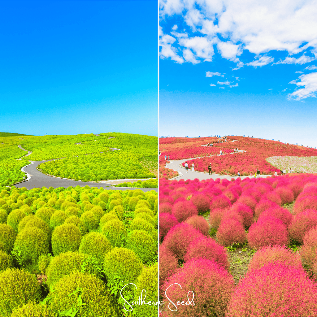 Burning Bush – 100 Seeds | | Wiccan Center