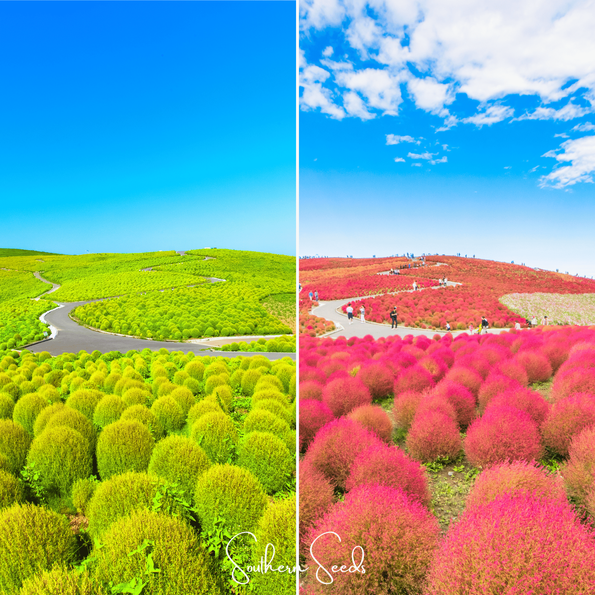 Burning Bush – 100 Seeds | | Wiccan Center