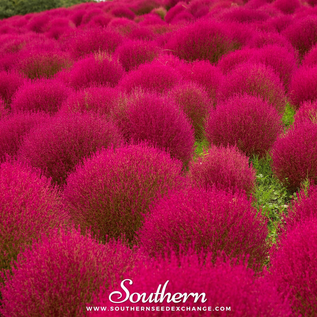Burning Bush – 100 Seeds | | Wiccan Center
