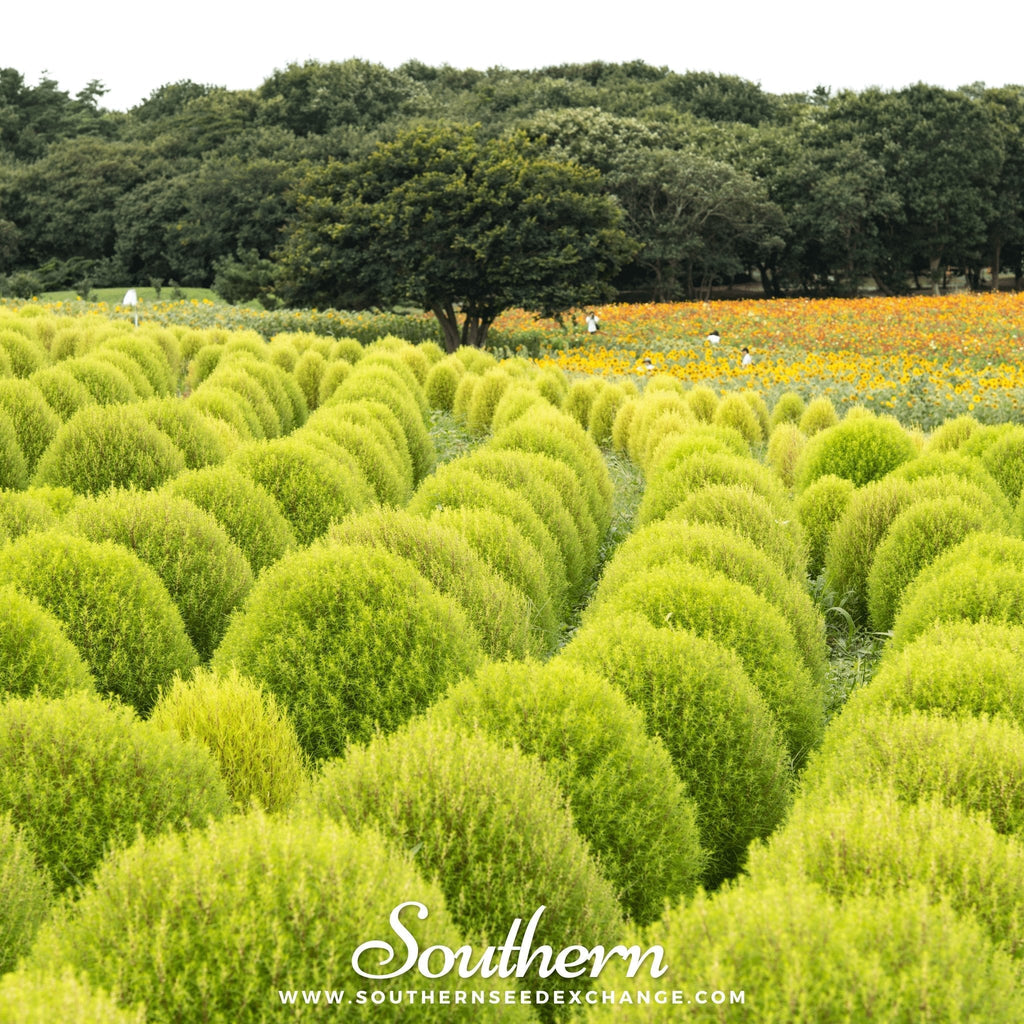 Burning Bush – 100 Seeds | | Wiccan Center