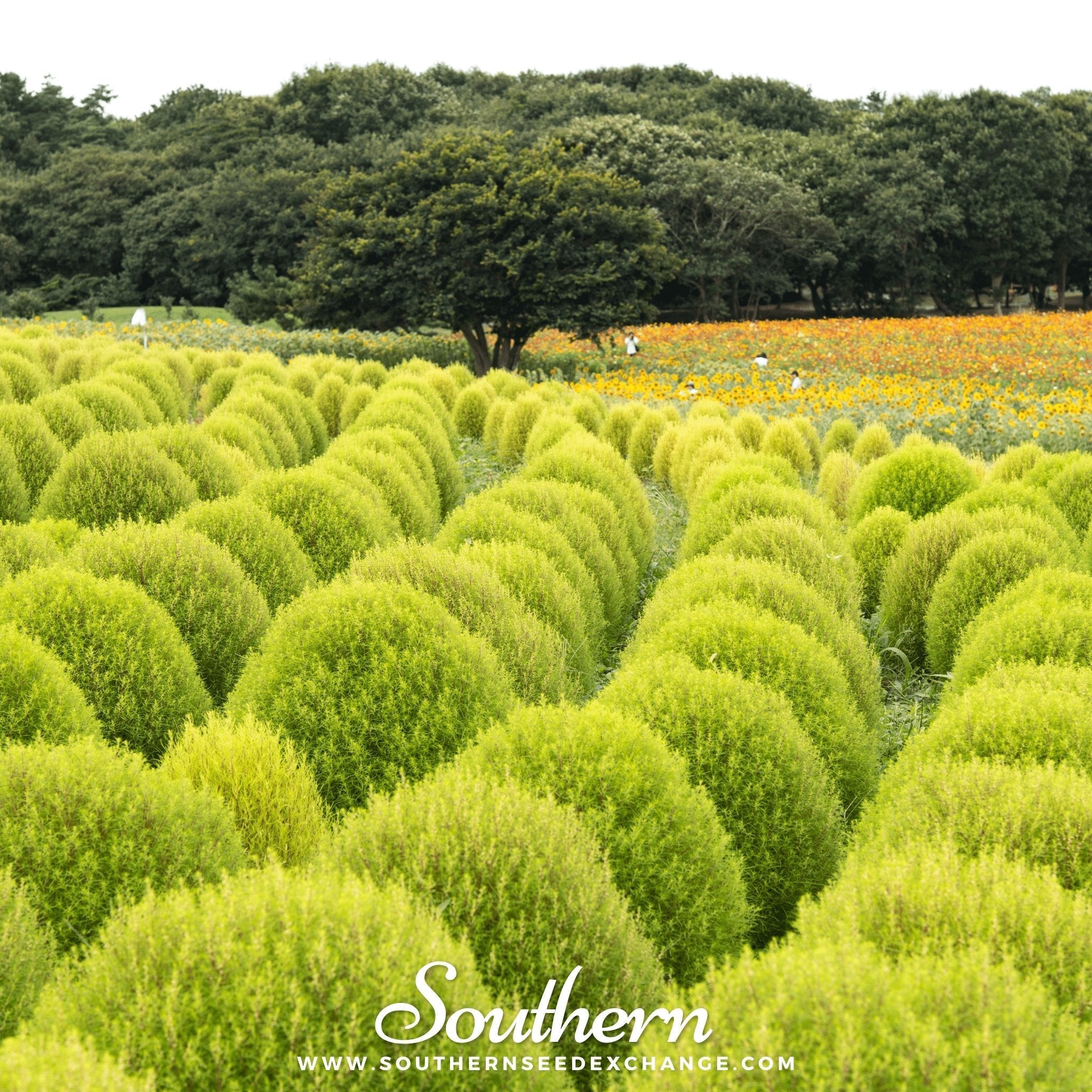 Burning Bush – 100 Seeds | | Wiccan Center