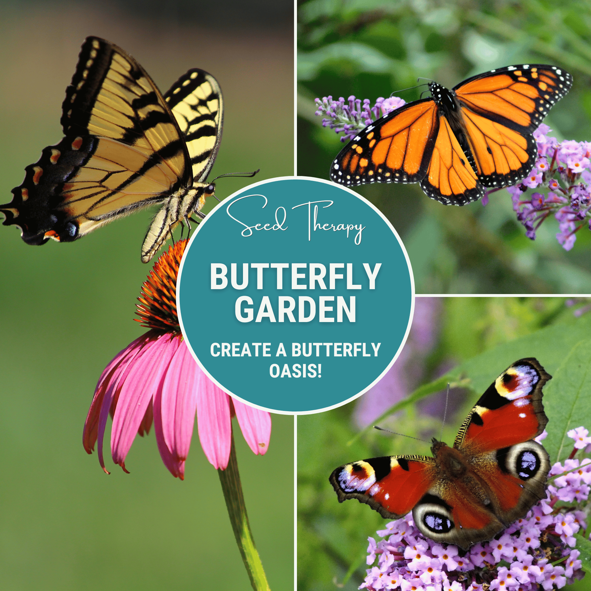 Butterfly Garden Seed Collection – 10 Varieties | Seeds | Wiccan Center